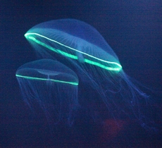 Jellyfish(Aequorea victoria)