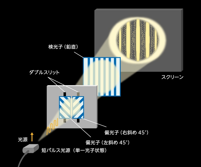 図D：短パルス単一光子状態におけるフレネル・アラゴの偏光干渉実験
