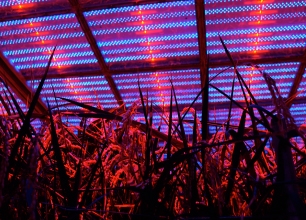 Experiment of cultivating rice plants by irradiation of red LD (Laser-Diode arrays) in indoor plant