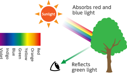 How human eye can see a green leaf